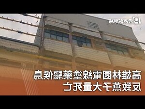 燕子 候鳥